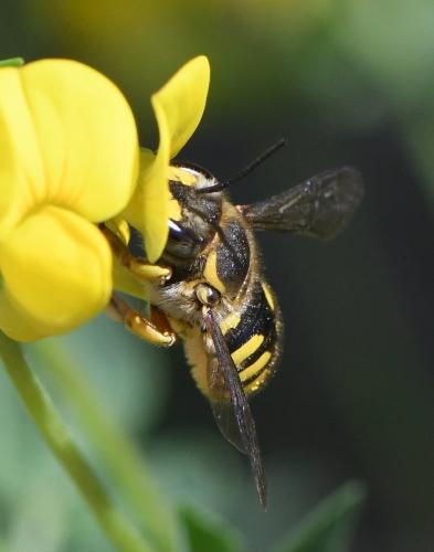 Anthidium manicatum